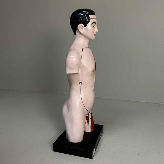 Japanese Anatomical Model Nakamura, 1970s For Sale - Image 11 of 18