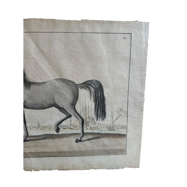 Framed Early 18th Century Bernard Picard Horse Engraving - “Le Turc” For Sale In New York - Image 6 of 7