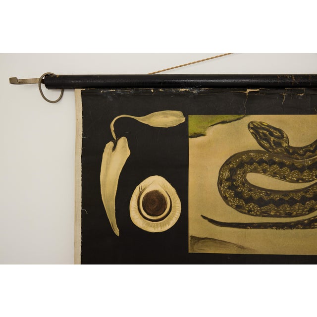 A striking example of mid-twentieth century German scientific pedagogy, this large-format zoological wall chart belongs to...