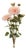 Zinnia Flower Bundle (Set of 2) For Sale