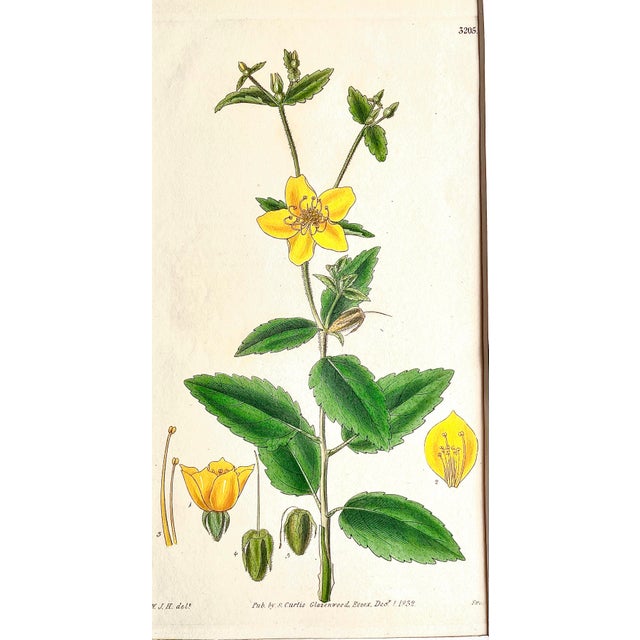 Antique Original Hand Colored Curtis Floral Botanical Etchingc.1832 For Sale - Image 4 of 5