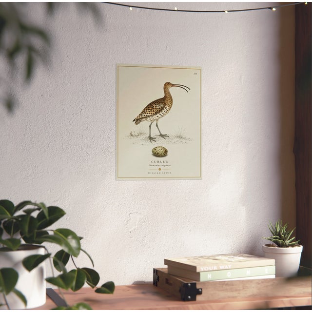 William Lewin 1789 Waterbirds Fine Art Gallery Board Print - The Curlew For Sale - Image 12 of 12