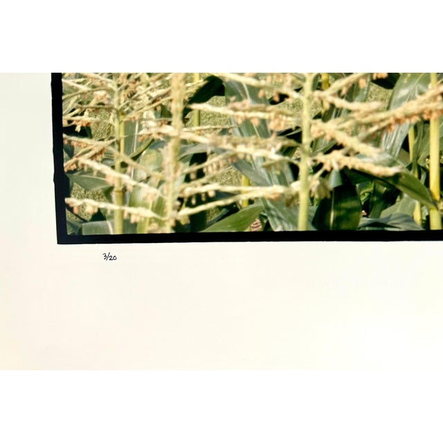 Photography Maxwell Mackenzie, Farm, Summer Landscape, Large Panoramic Vintage Color Photograph Signed Photo, 1993 For Sale - Image 7 of 9