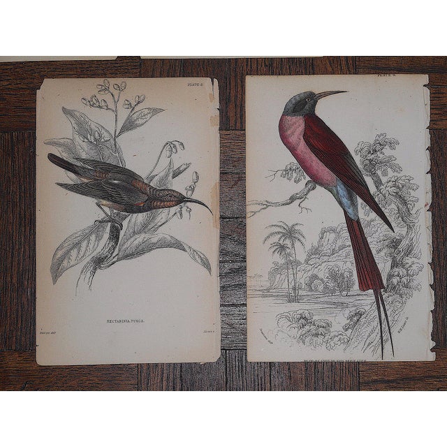 Realism Antique 19th Century Hand-Colored Engravings - Tropical Birds - Set of 7 For Sale - Image 3 of 6