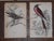 Realism Antique 19th Century Hand-Colored Engravings - Tropical Birds - Set of 7 For Sale - Image 3 of 6
