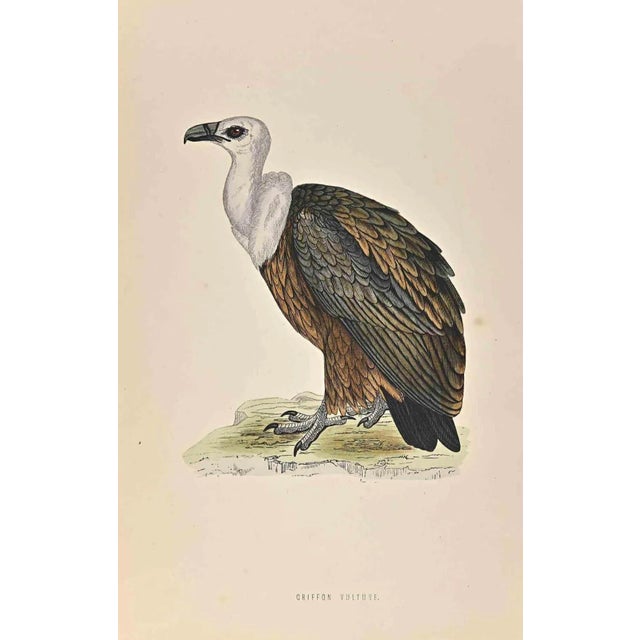 Griffon Vulture is a modern artwork realized in 1870 by the British artist Alexander Francis Lydon (1836-1917) . Woodcut...