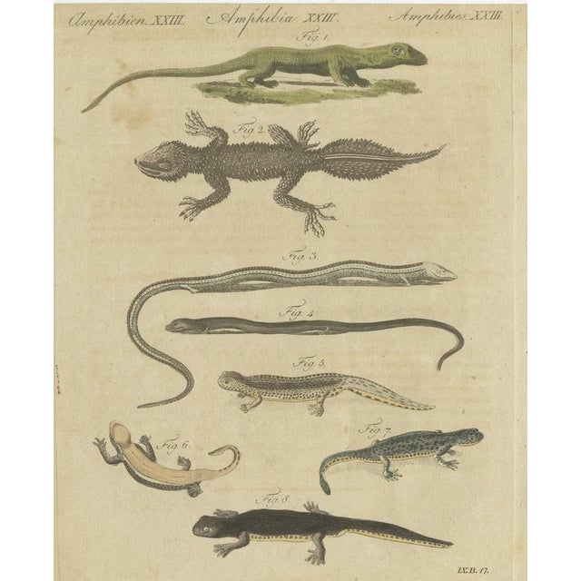 Bertuch, Lizards and Newts, Eight Species, 1805, Print For Sale - Image 12 of 12