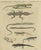 Bertuch, Lizards and Newts, Eight Species, 1805, Print For Sale - Image 12 of 12