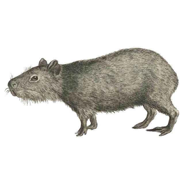 Claude Jardinier, Le Cabiai, Etching, 1771 For Sale