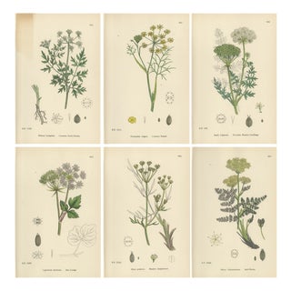 After Sowerby, English Botanical Plates of British Wildflowers & Herbs, Prints, Set of 6 For Sale