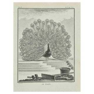 Catherine Haussard, Le Paon, Etching, 1771 For Sale