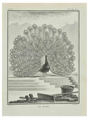 Catherine Haussard, Le Paon, Etching, 1771