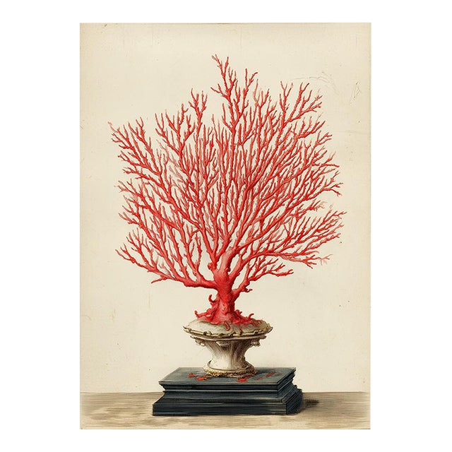 Red Sea Gorgonian Coral — Antique Natural History Illustration For Sale