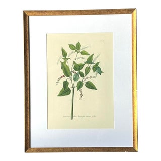 Vintage Regency Flower Specimen Prints For Sale
