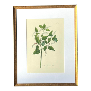 Vintage Regency Flower Specimen Prints