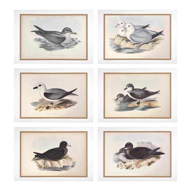Rare Gould Pattern Gallery, 19th Century Hand-Colored Lithographs From John Gould’s Birds of Australia | Custom Mat Selection - Set of 6 For Sale
