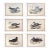 Rare Gould Pattern Gallery, 19th Century Hand-Colored Lithographs From John Gould’s Birds of Australia | Custom Mat Selection - Set of 6 For Sale