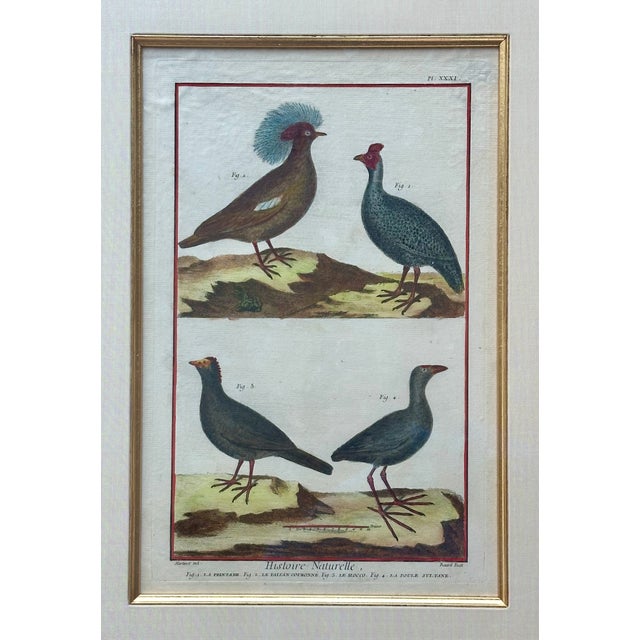 Original hand colored copper engraving from "Histoire Naturelle”. Engraved by Robert Bernard in 1751. Featured are the...