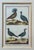Original hand colored copper engraving from "Histoire Naturelle”. Engraved by Robert Bernard in 1751. Featured are the...