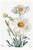 Matilija Poppy, Vintage Botanical Art Print Reproduction by Mary Vaux Walcott, 16" X 24" For Sale