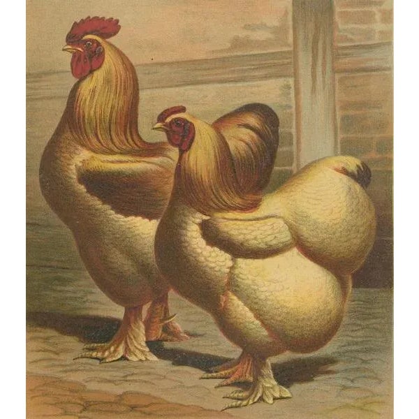 Volschau, Golden Cochinchina, Lithograph, 1888 For Sale - Image 6 of 10