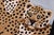 Shabby Chic Contemporary Baby Leopard Animal Design Area Rug For Sale - Image 3 of 13