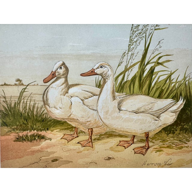 Original chromolithograph, featured in Harrison Weir's The Poultry Book, showcases his exceptional talent for rendering...