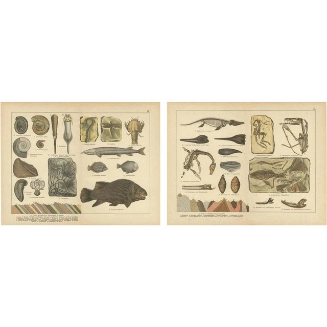 Ammonites, Ichthyosaurus and Archaeopteryx, 1880, Paper, Set of 2 For Sale - Image 10 of 10