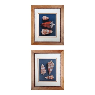 Pair of Framed Vintage Sea Shell Photograph Prints in Traditional Cream Bordered Matte and Carved Wooden Frames For Sale