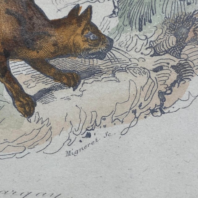 French Antique 18th Century "Le Margay" Animal Engraving Hand Colored Signed Artwork For Sale - Image 11 of 12