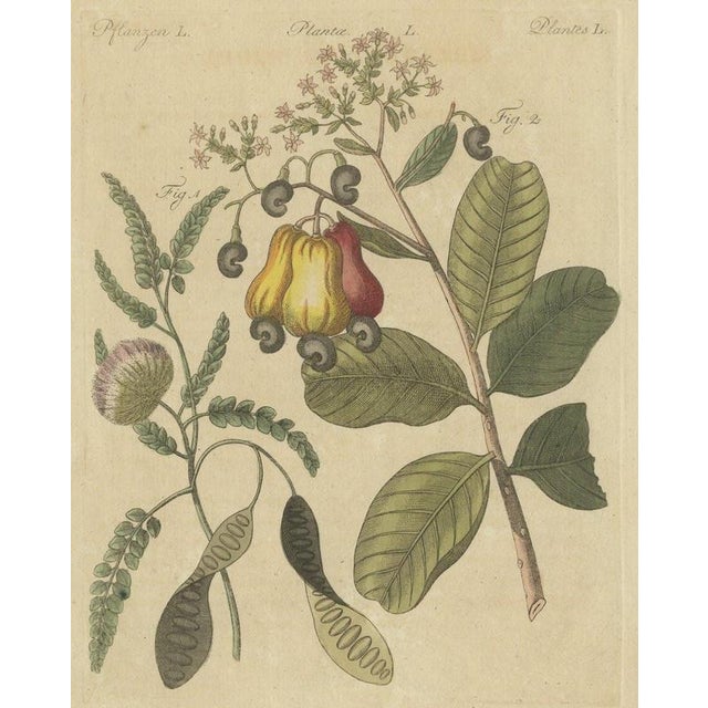 Bertuch, Cashew Apple and Nut with Acacia, 1805, Print For Sale - Image 12 of 12