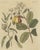 Bertuch, Cashew Apple and Nut with Acacia, 1805, Print For Sale - Image 12 of 12