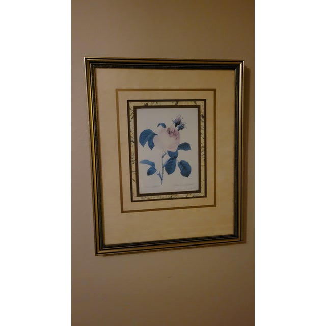 Pink After Pier Joseph Redoute Pair of Framed Botanic Rose Prints For Sale - Image 8 of 12