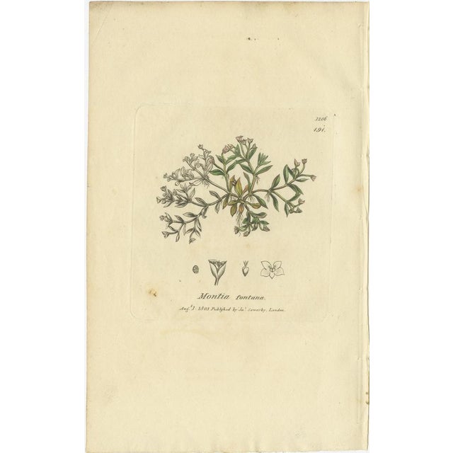 Charcoal After James Sowerby, Botanical Illustrations of Grasses & Wildflowers, 1830s, Engravings, Set of 9 For Sale - Image 8 of 11