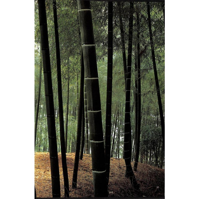 "The World of Bamboo" 1981 Takama, Shinji [Photographed By] For Sale - Image 11 of 12