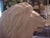 1970s Huge Lifesize Fiberglass Sculpture Reproduction of Dentzel Carousel Lion Offered by Antoinette For Sale - Image 5 of 9