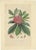 Rhododendron Barbatum, 1849, Lithograph For Sale