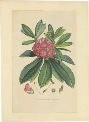 Rhododendron Barbatum, 1849, Lithograph
