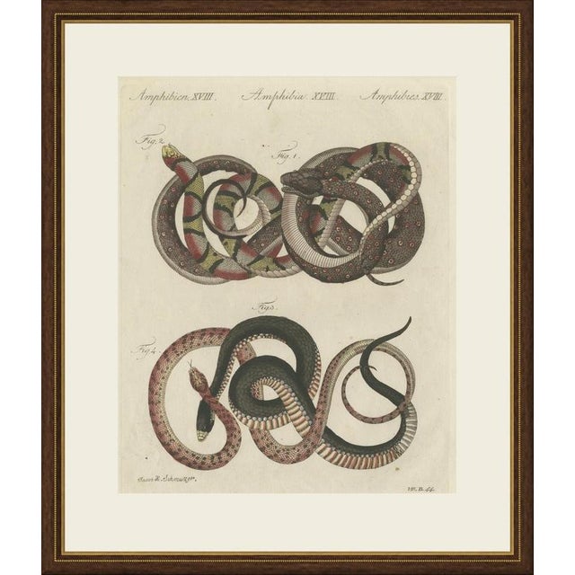 This antique snake print shows four intertwined serpents in red, black, yellow and speckled pink, on an original hand...