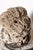 Antique French Military/Gentleman Bust For Sale - Image 12 of 13
