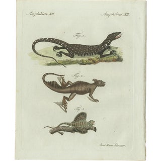 Bertuch, Exotic Lizards and Flying Dragon, 1800, Engraving For Sale