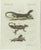 Bertuch, Exotic Lizards and Flying Dragon, 1800, Engraving For Sale