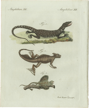 Bertuch, Exotic Lizards and Flying Dragon, 1800, Engraving