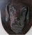 Late 19th Century Antique 19th Century English Carved Oak Dogs Head Crest, 1880 For Sale - Image 5 of 7