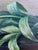 Vintage Original Flower Oil Painting, Tulips Still Life Art For Sale - Image 6 of 15