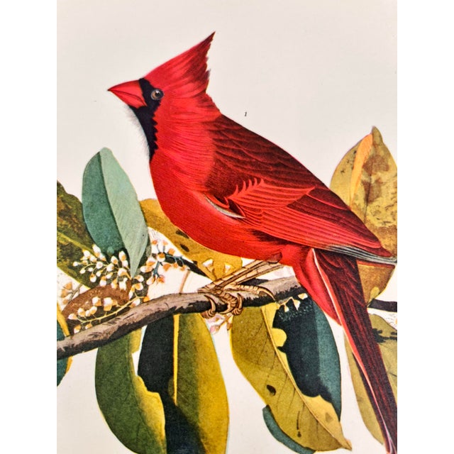 John James Audubon 1964 Audubon Folio Lithograph Great Bird Paintings – “Cardinal Grosbeak” 17x14 For Sale - Image 4 of 5