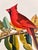 John James Audubon 1964 Audubon Folio Lithograph Great Bird Paintings – “Cardinal Grosbeak” 17x14 For Sale - Image 4 of 5