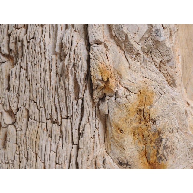 Stone Big Petrified Wood Side Table by Xyleia Petrified Wood For Sale - Image 7 of 8