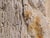 Stone Big Petrified Wood Side Table by Xyleia Petrified Wood For Sale - Image 7 of 8