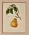 A print from the Botanical Study of Fruits and Nuts by Duhamel du Monceau, early 19th century (Nouvelle Edition Langlois,...